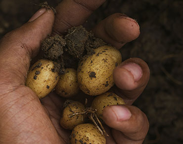 Elección del tipo correcto de papa para cultivo doméstico